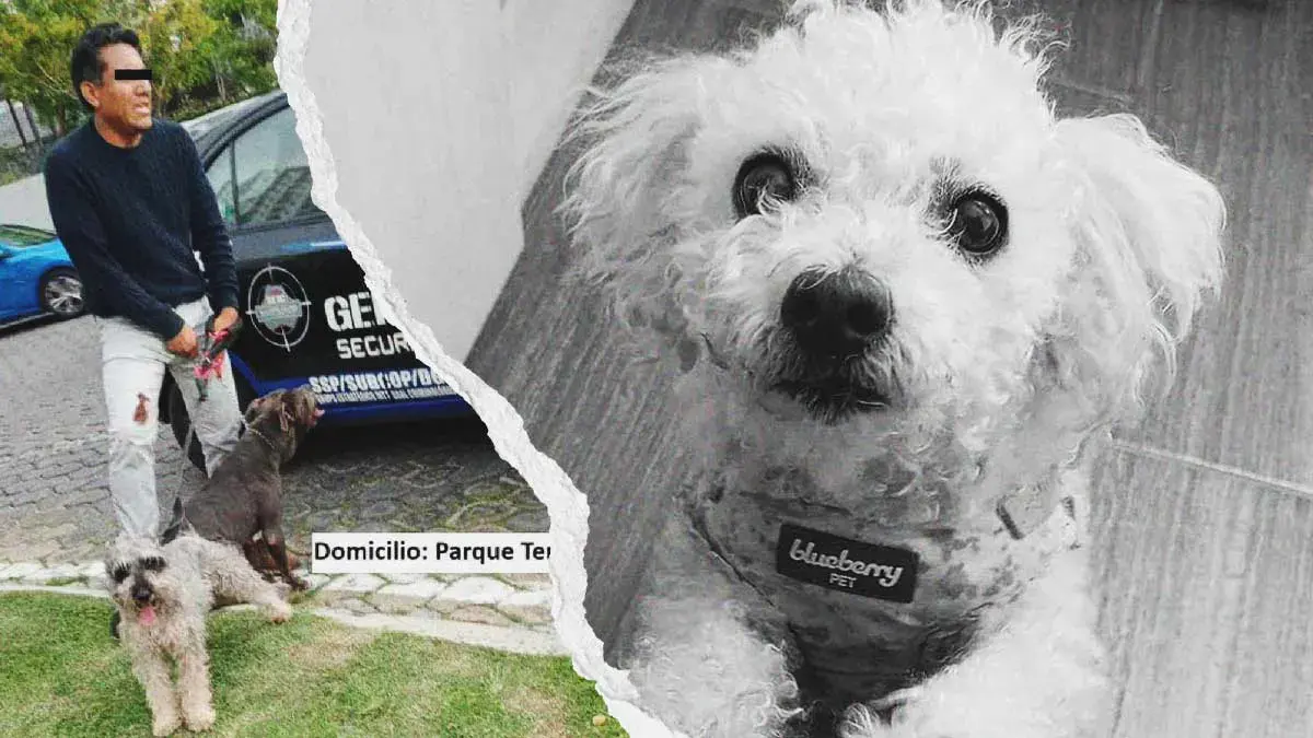 Pitbull mató a perrita en Lomas de Angelópolis, dueño lo paseaba sin correa ni supervisión 