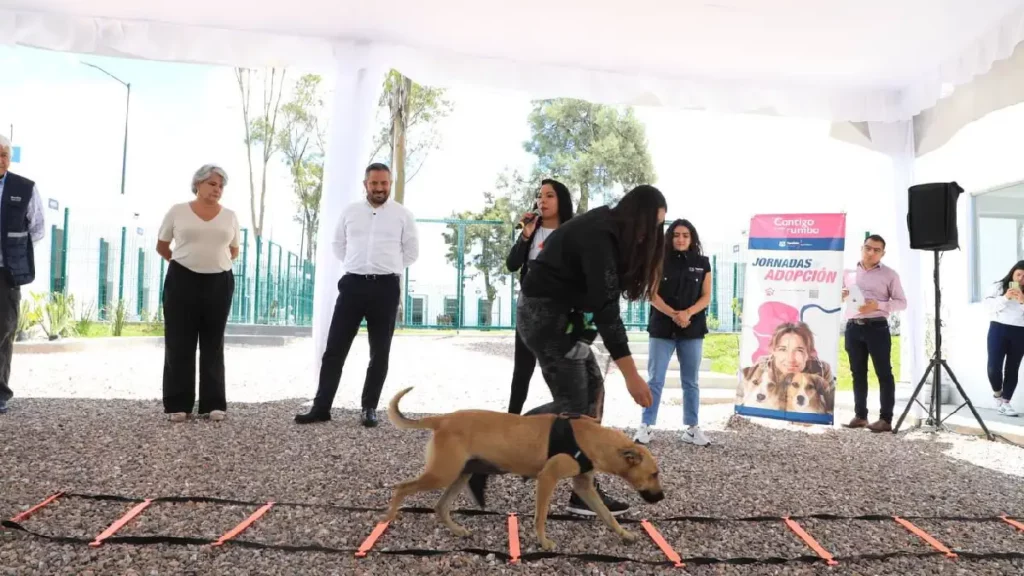 Inicia la semana del bienestar animal en Puebla capital