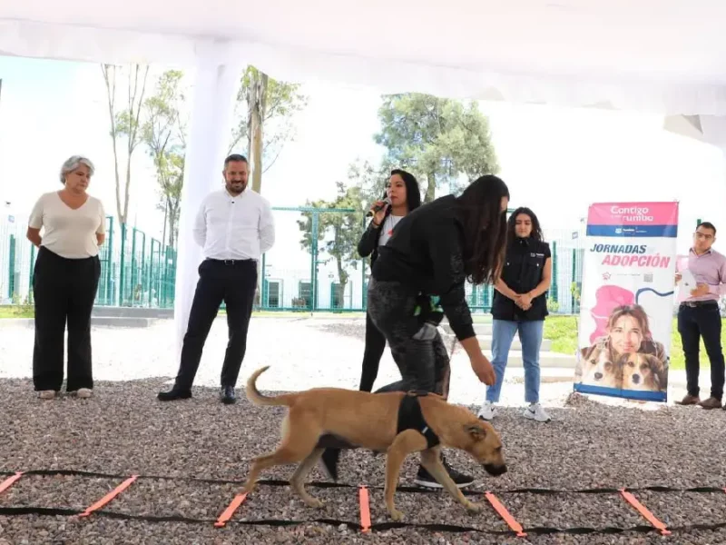 Inicia la semana del bienestar animal en Puebla capital