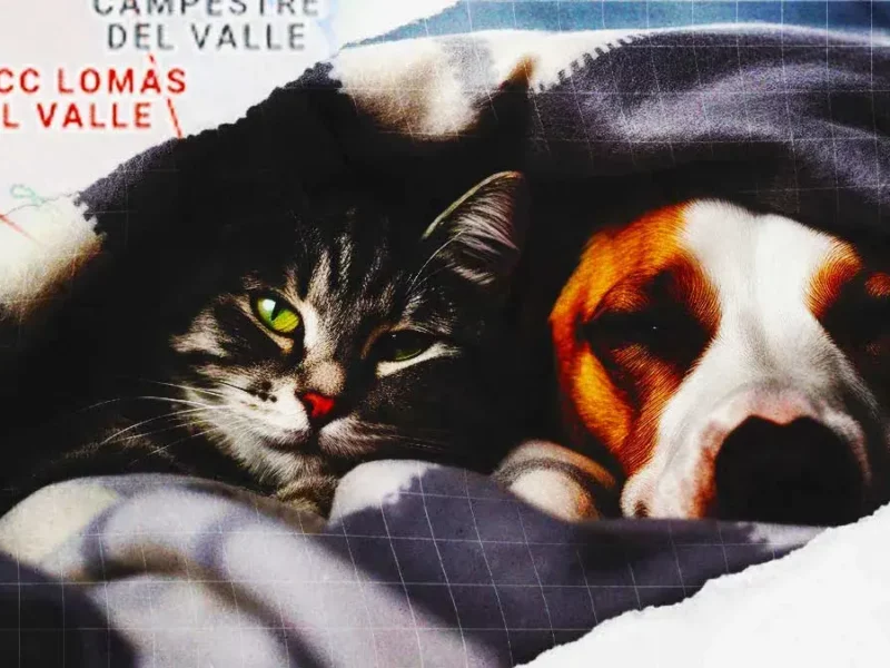 Vecinos reportan envenenamiento masivo de perros y gatos en Lomas del Valle, Puebla 