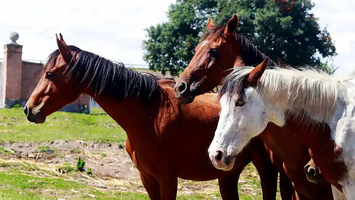 Cuacolandia solicita apoyo para donación de vacunas contra tétanos e influencia equina