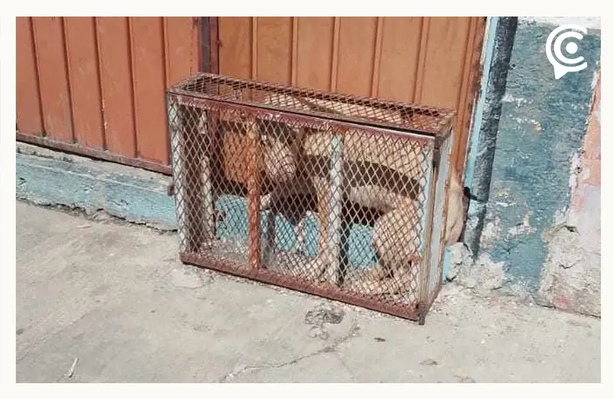 URSVA solicita al Gobierno de Puebla permitirles operar, ante respuesta tardía de Bienestar Animal