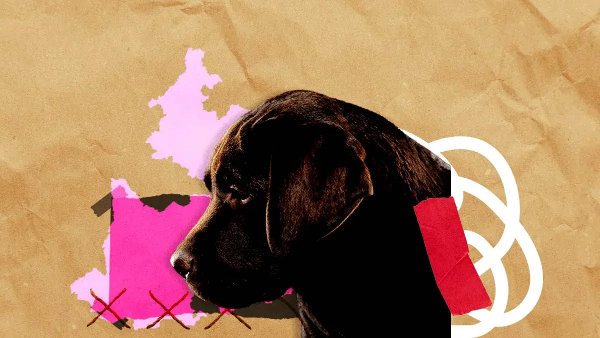 Suman seis casos de envenenamiento masivo de perros en Puebla hasta agosto 2024 