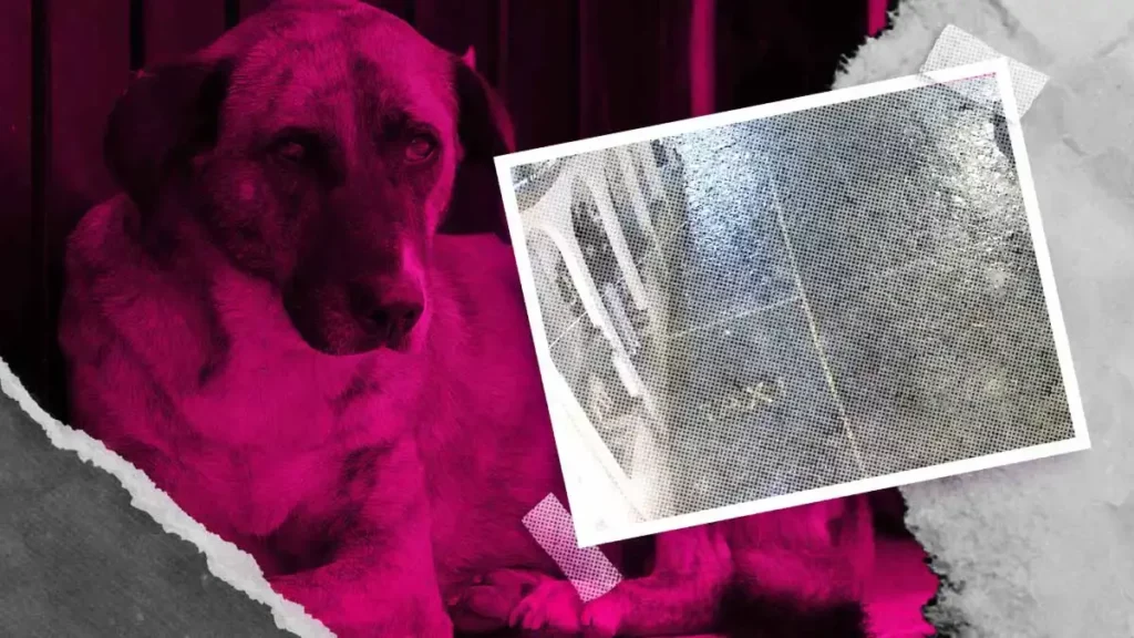 Sujeto aventó a perro de segundo piso en Pahuatlán, Puebla; hay denuncia, pero no seguimiento