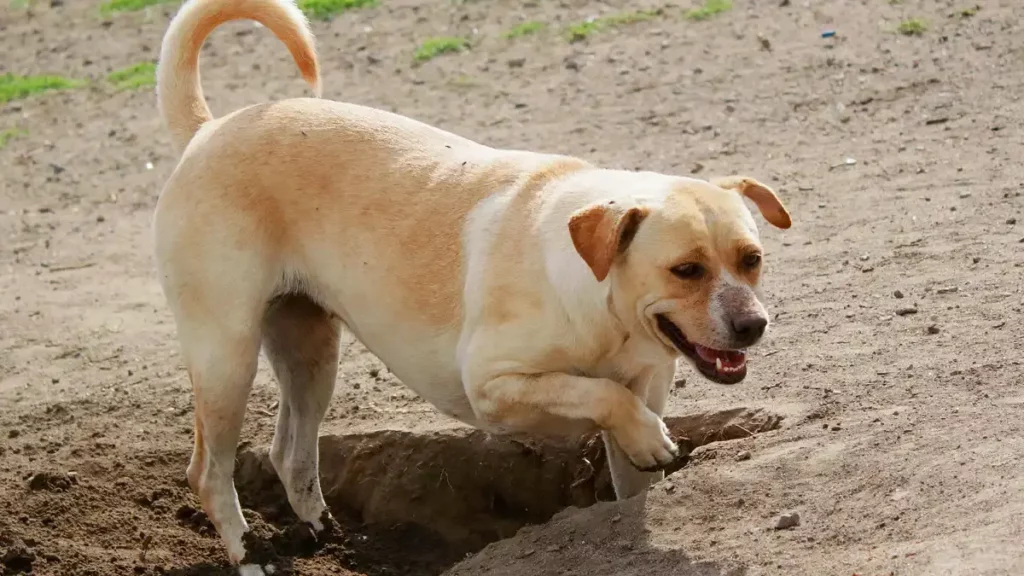 Apoya al refugio de perros Huellitas con Alma donando reciclados y aparatos eléctricos