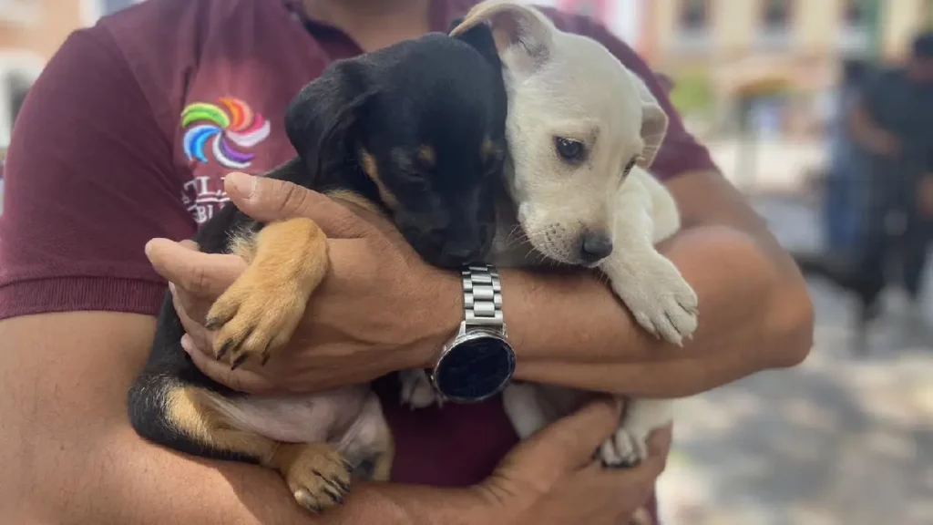 Adógtame: la campaña que promueve la adopción de perritos en Atlixco