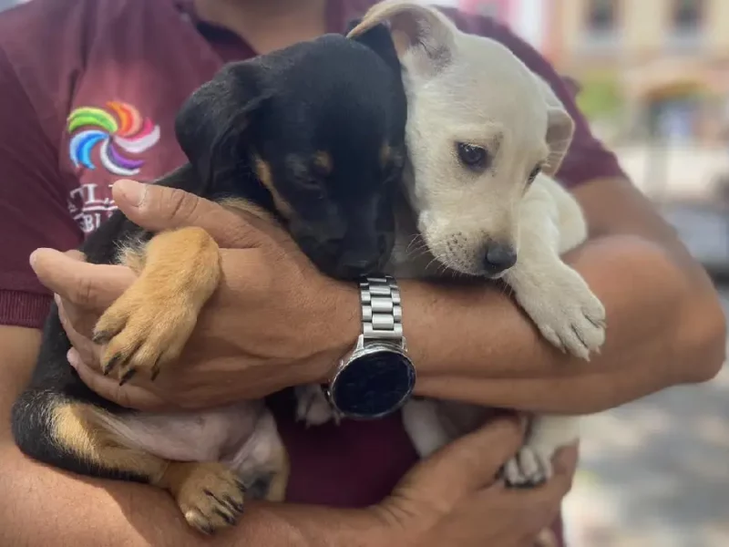 Adógtame: la campaña que promueve la adopción de perritos en Atlixco