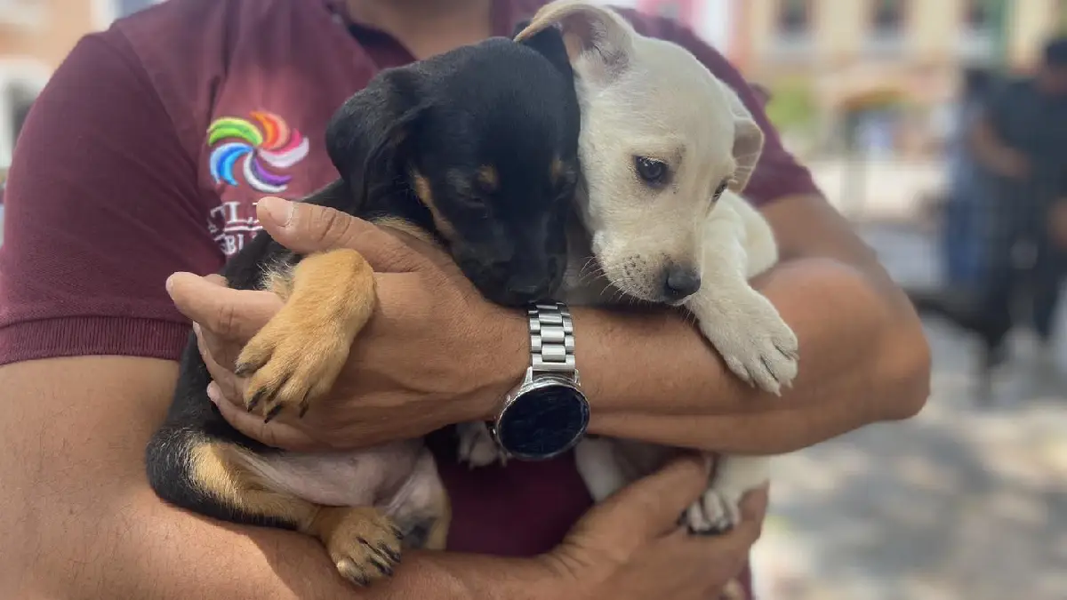 Adógtame: la campaña que promueve la adopción de perritos en Atlixco