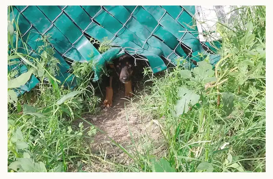 Bienestar Animal de Puebla niega que perros del basurero de Calpan estén atrapados