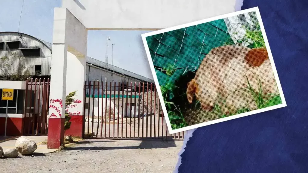 Bienestar Animal de Puebla niega que perros del basurero de Calpan estén atrapados