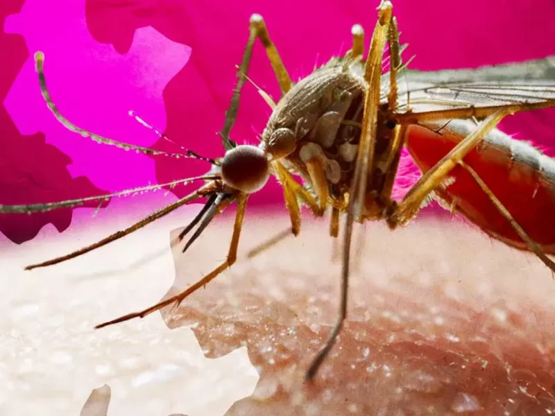 En 2023, los casos de dengue en Puebla aumentaron en más de un 1800%