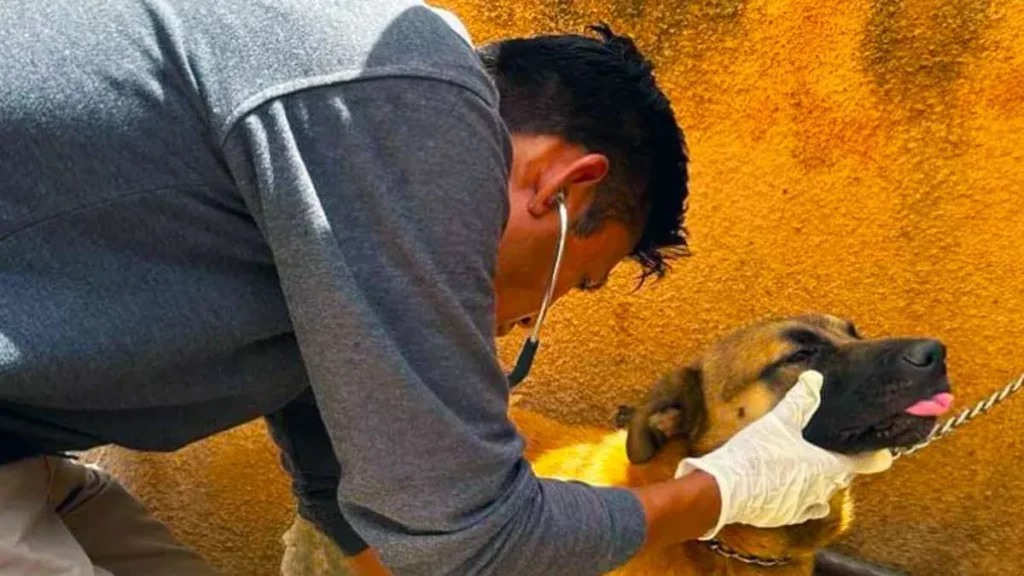 IBA Puebla atiende caso de maltrato animal en Los Héroes; inquilinos agreden a veterinarios 