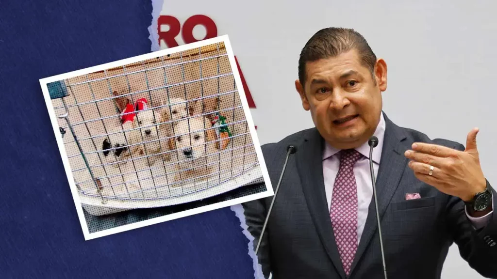 Alejandro Armenta busca reforma para prohibir la venta de perros y gatos en Puebla