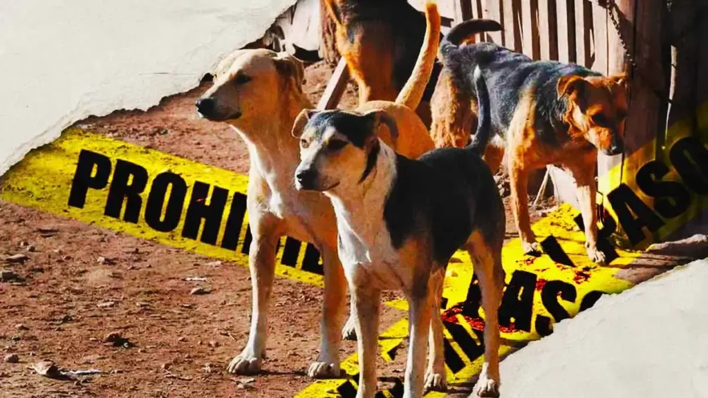Encuentran cadáver putrefacto de hombre devorado por perros en casa de Arboledas Loma Bella, Puebla 