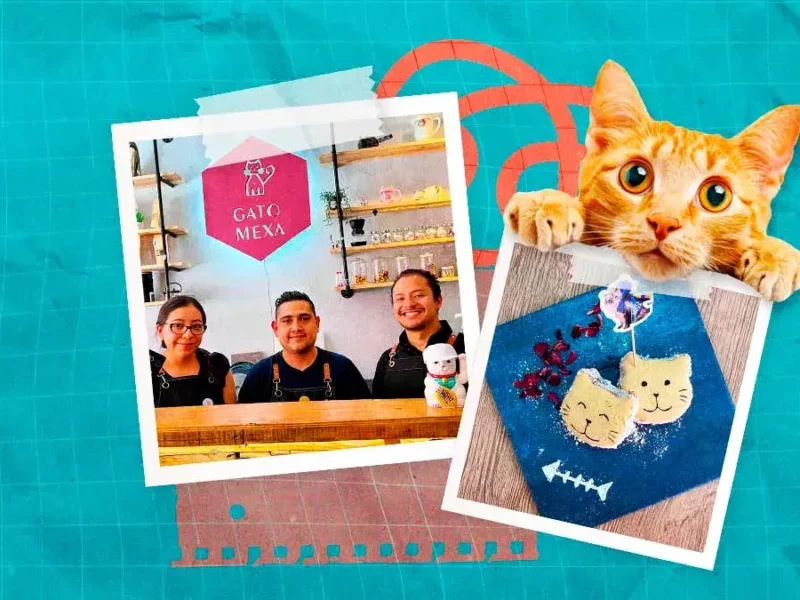 Conoce Gato Mexa, la única cafetería con temática felina en Puebla