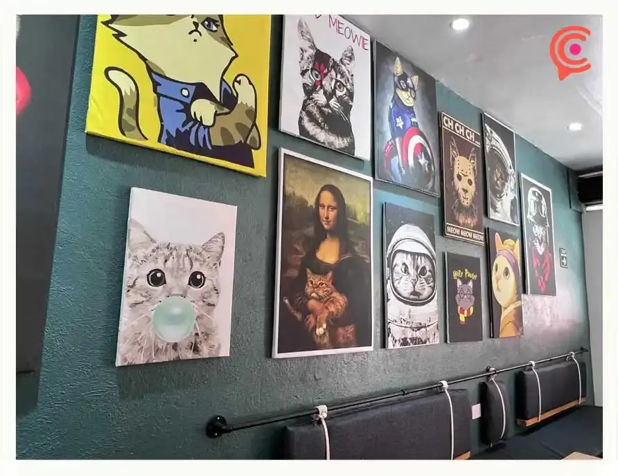 Conoce Gato Mexa, la única cafetería con temática felina en Puebla