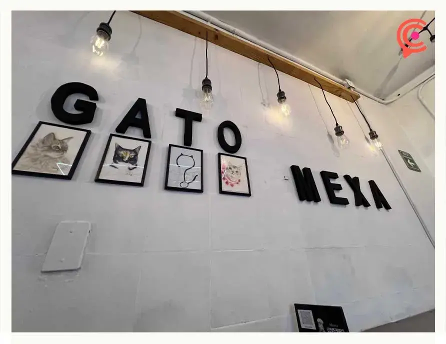 Conoce Gato Mexa, la única cafetería con temática felina en Puebla