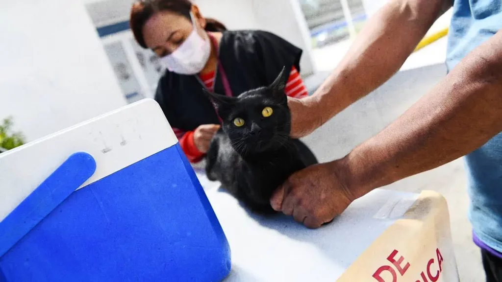 Lleva a tu mascota a la Jornada de Vacunación Antirrábica del Gobierno de Puebla