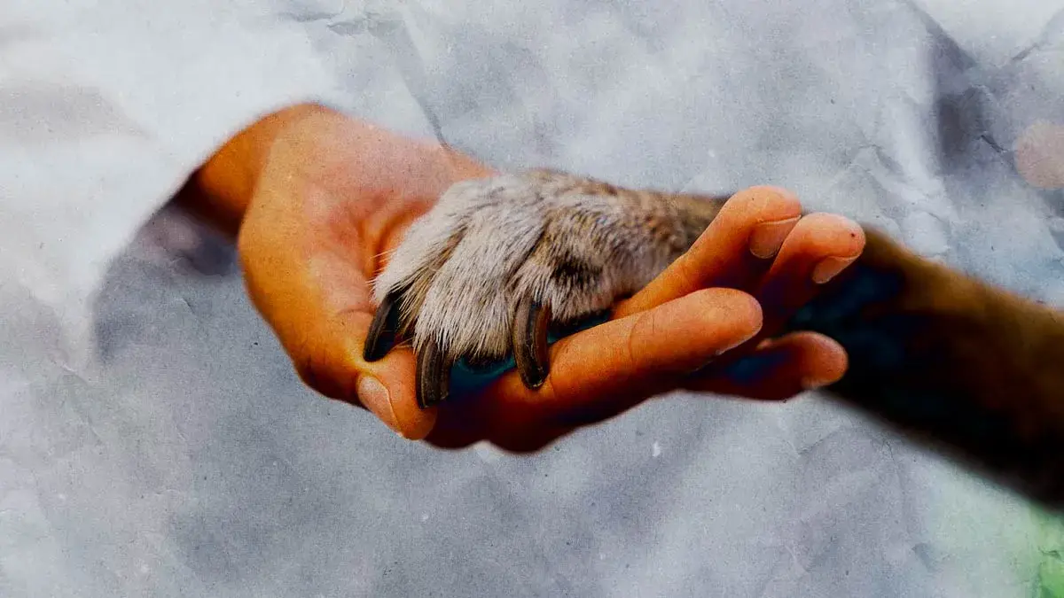 Grupo “Adopción Perruna Puebla” organiza rifa con causa para pagar operación de un cachorro 