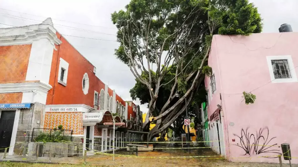 Lluvias dejan un árbol a punto de caer en el Barrio del Artista de Puebla
