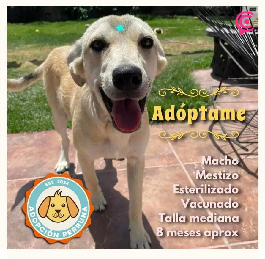 Fundación “Adopción Perruna” busca fomentar el Bienestar Animal en Puebla