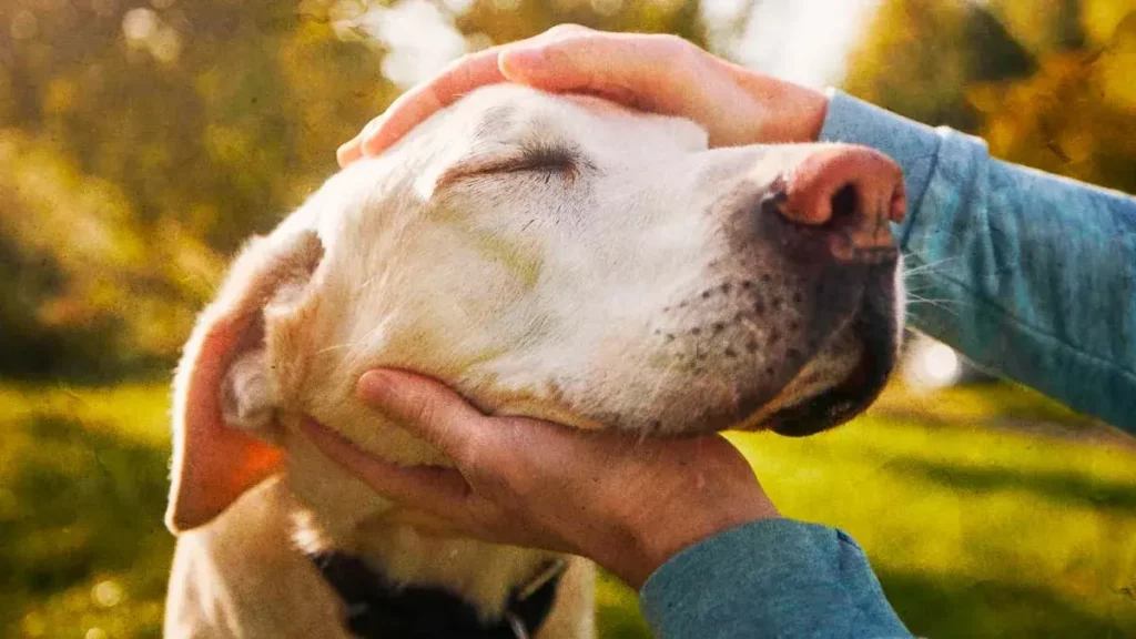 Fundación “Adopción Perruna” busca fomentar el Bienestar Animal en Puebla