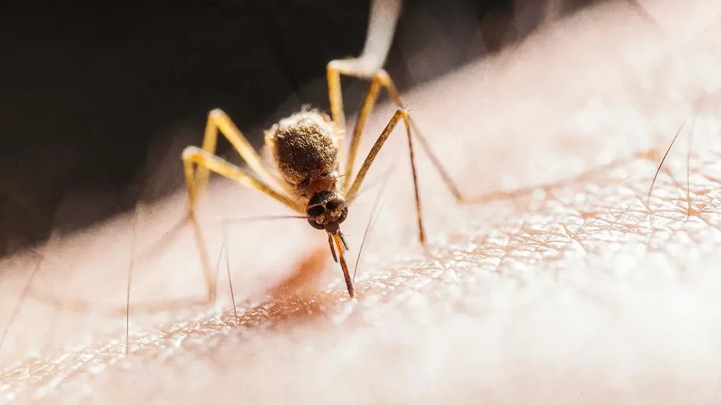 Puebla rebasa los tres mil casos de dengue hasta septiembre 2024; hay cinco hospitalizados