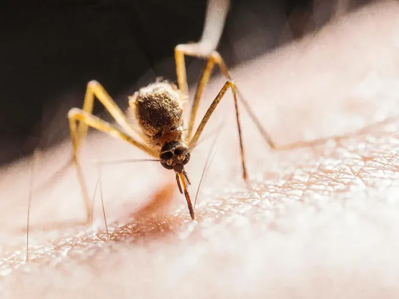 Puebla rebasa los tres mil casos de dengue hasta septiembre 2024; hay cinco hospitalizados