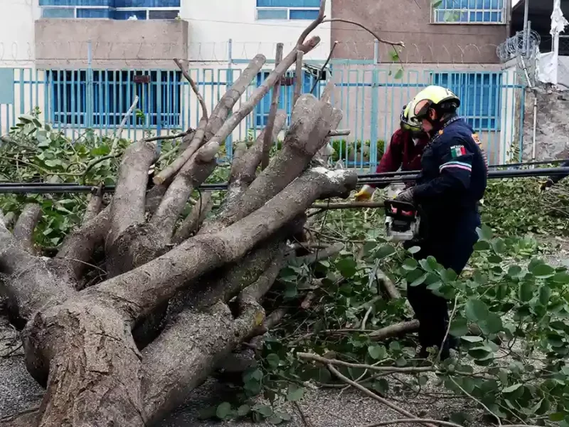 Fuertes vientos provocaron la caída de árboles y postes en Puebla capital