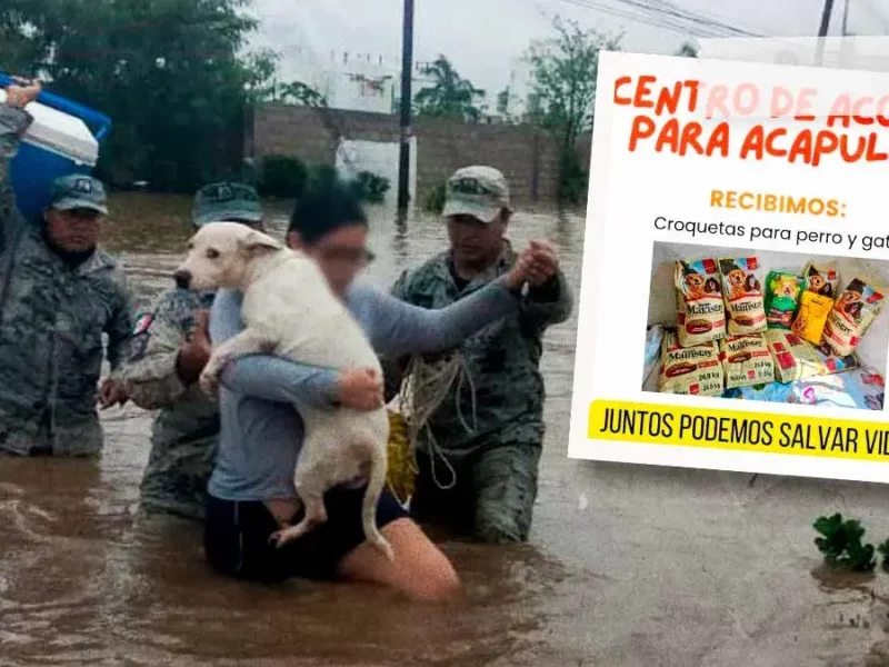 Organizan colecta en Puebla para perros y gatos afectados por huracán John en Acapulco 