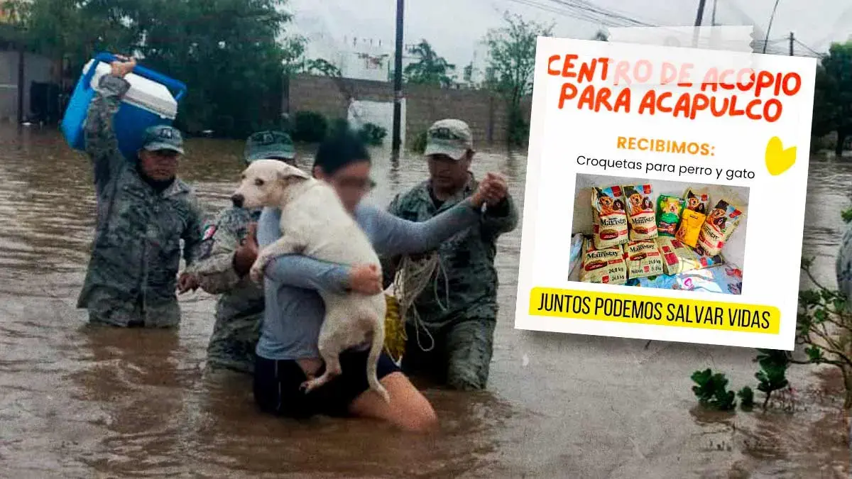 Organizan colecta en Puebla para perros y gatos afectados por huracán John en Acapulco 
