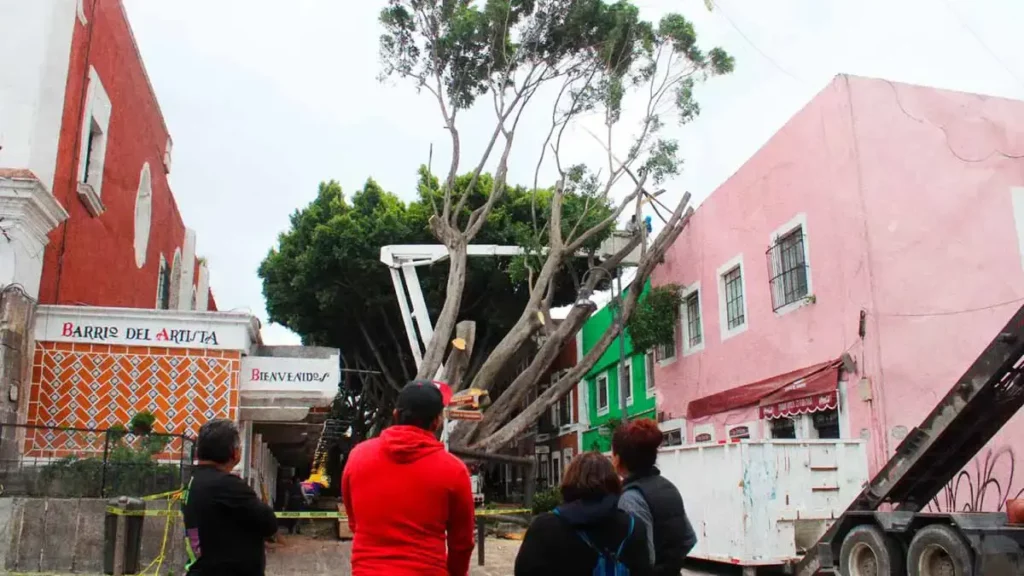 Retiro de árbol en el Barrio del Artista en Puebla costará 12 mil pesos 