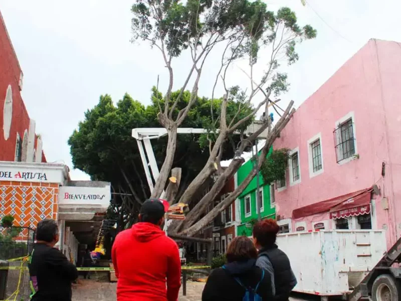 Retiro de árbol en el Barrio del Artista en Puebla costará 12 mil pesos 