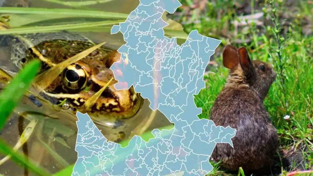 Conoce a los animales endémicos de México que habitan en Puebla