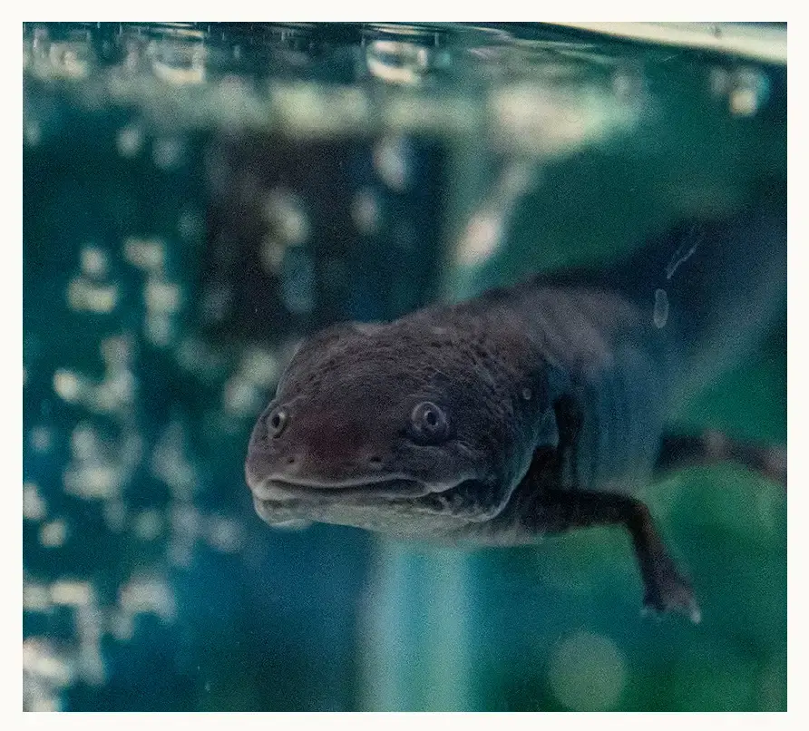 Conoce a los animales endémicos de México que habitan en Puebla