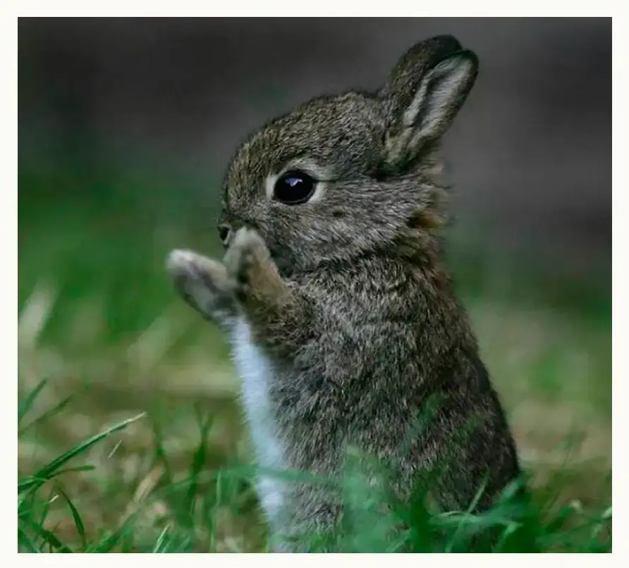 Conoce a los animales endémicos de México que habitan en Puebla