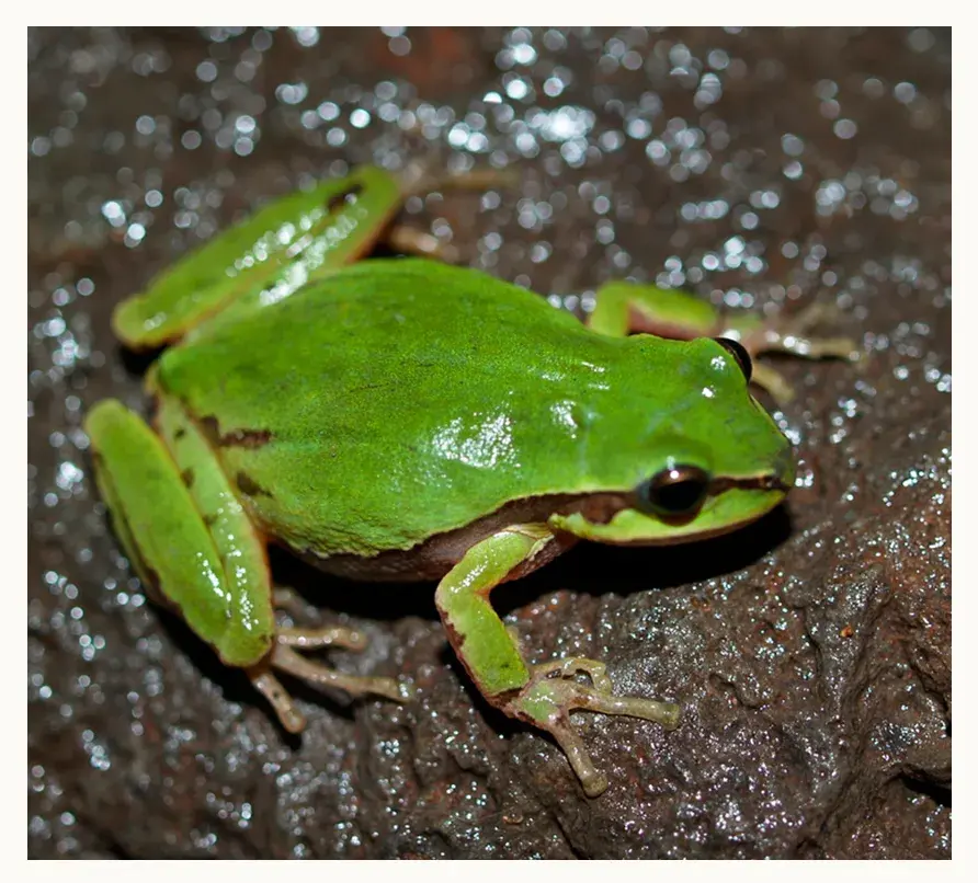 Conoce a los animales endémicos de México que habitan en Puebla