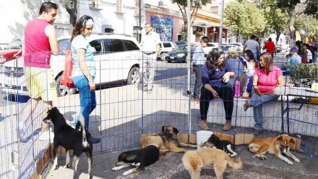 Diputada de Morena busca prohibir la venta de animales en tianguis y mercados de Puebla
