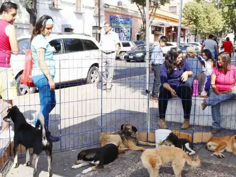 Diputada de Morena busca prohibir la venta de animales en tianguis y mercados de Puebla