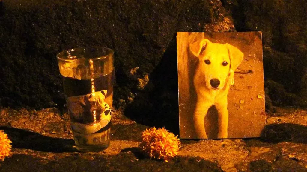 Te decimos cuándo se pone la ofrenda para mascotas y lo que debe llevar