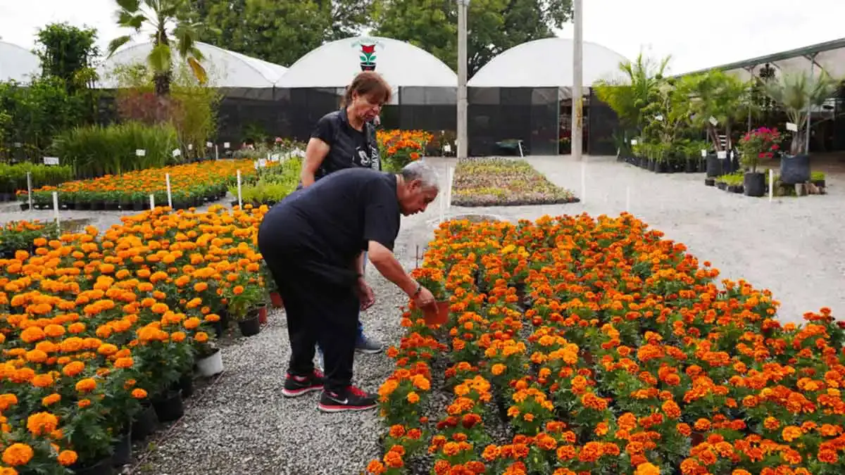 Productores de Atlixco esperan derrama económica de 80 mdp este 2024 por Día de Muertos