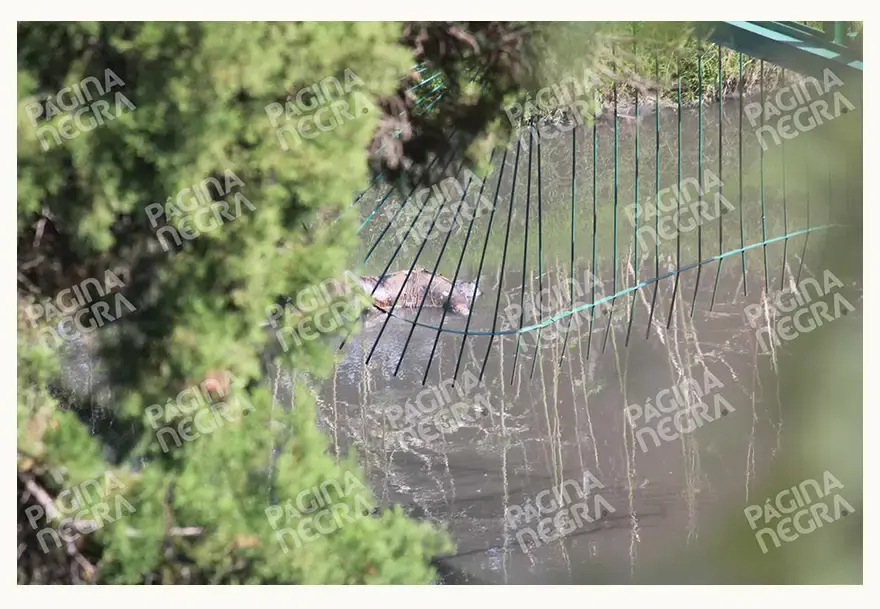 Vecinos encontraron el cuerpo putrefacto de una persona en el río Atoyac, Puebla