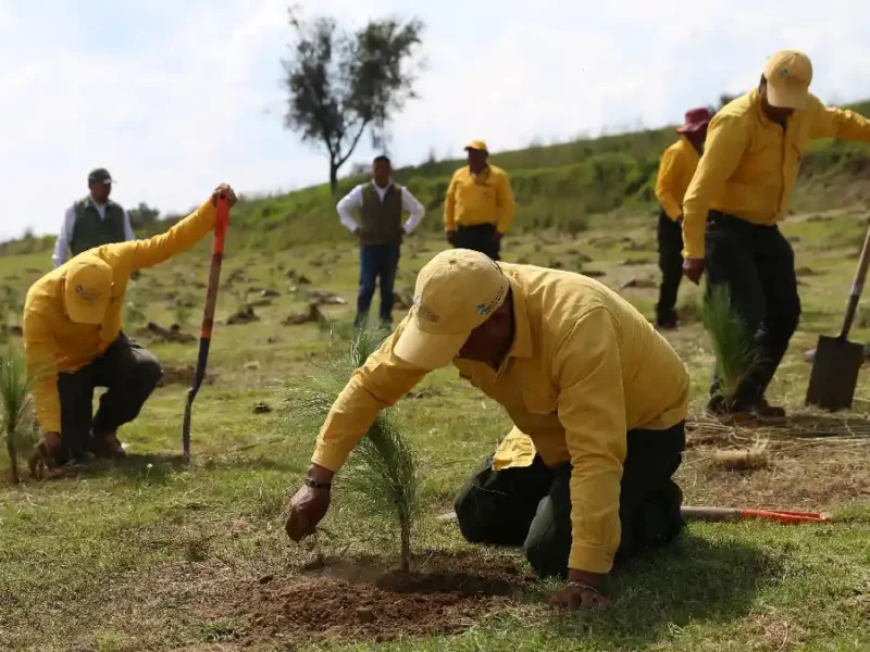 Cumple gobierno de Sergio Salomón meta del plan reforestación