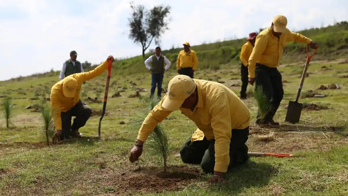 Cumple gobierno de Sergio Salomón meta del plan reforestación