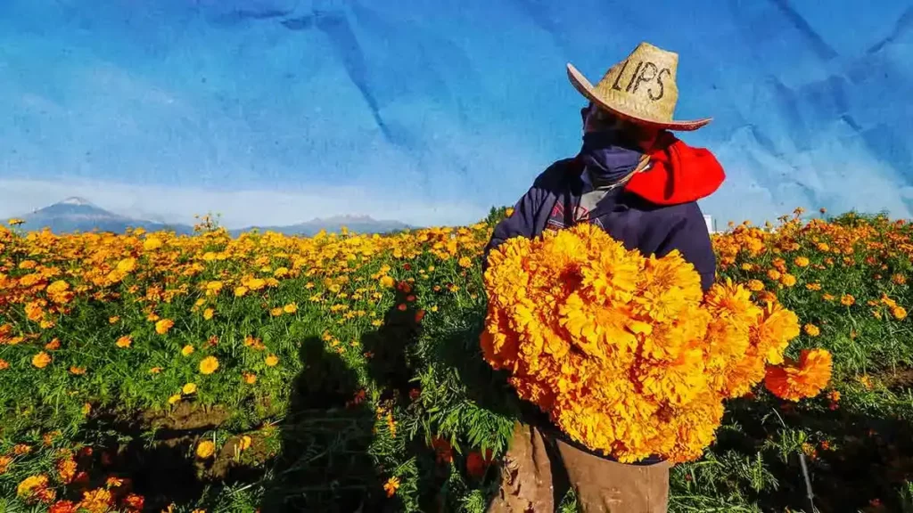 Conoce los usos que se le pueden dar a la flor de cempasúchil