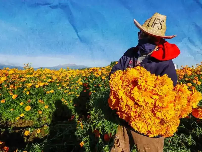 Conoce los usos que se le pueden dar a la flor de cempasúchil