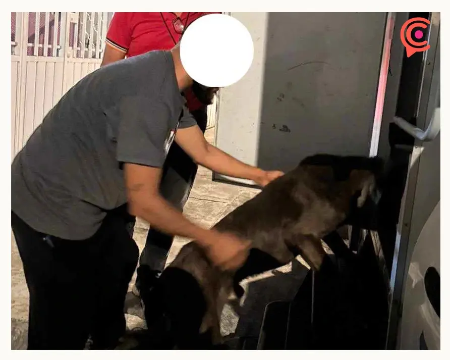 Rescatan a tres perros víctimas de maltrato animal en el Infonavit Loma Bella de Puebla