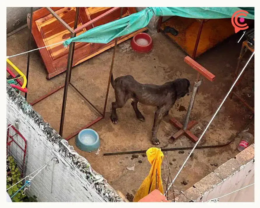 Rescatan a tres perros víctimas de maltrato animal en el Infonavit Loma Bella de Puebla