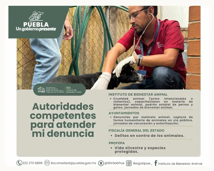 Rescatan a tres perros víctimas de maltrato animal en el Infonavit Loma Bella de Puebla