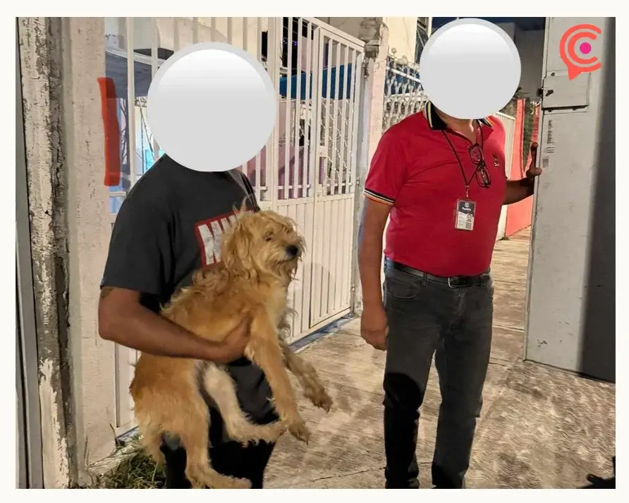 Rescatan a tres perros víctimas de maltrato animal en el Infonavit Loma Bella de Puebla